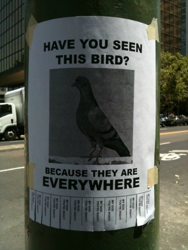pigeon flyer