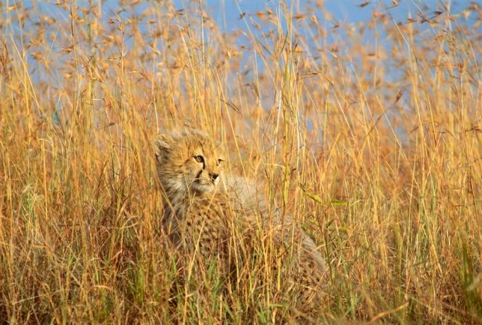 Cheetah in the Grass