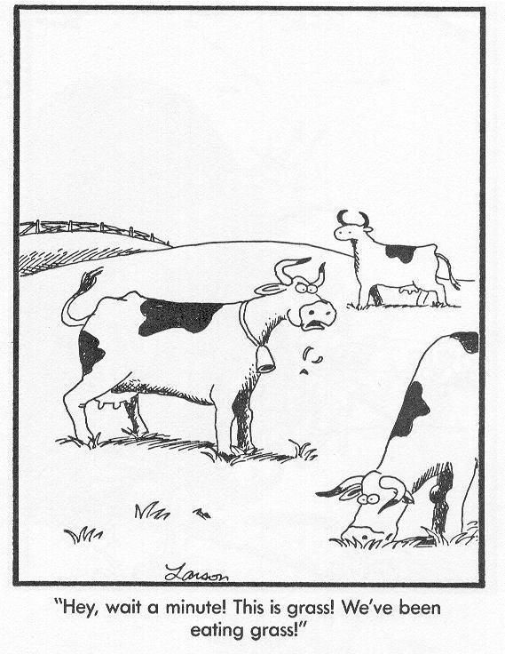 cartoon-cows